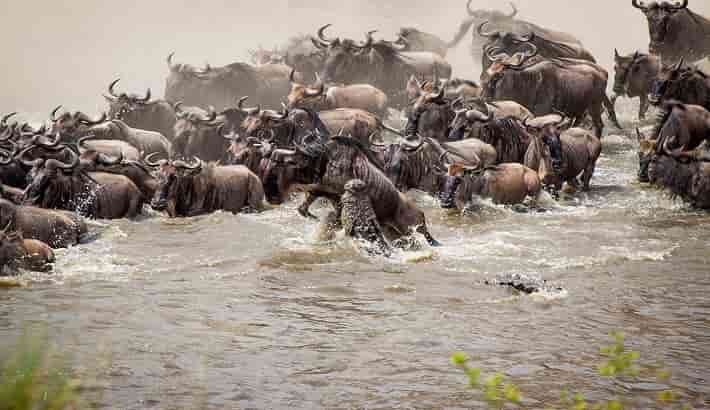 7 Days Serengeti Wildebeest Migration safari