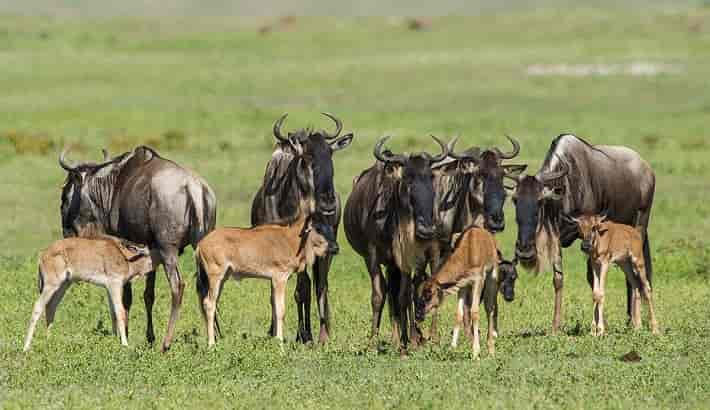 5 Days Ndutu Wildebeests Calving Season Safari