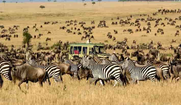 7 days wildebeests calving season Ndutu and central Serengeti safari