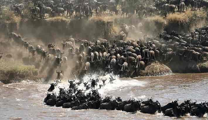 6 days Annual Serengeti migration safari Mara-river