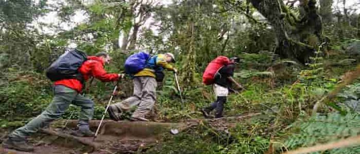 climb kilimanjaro rongai route