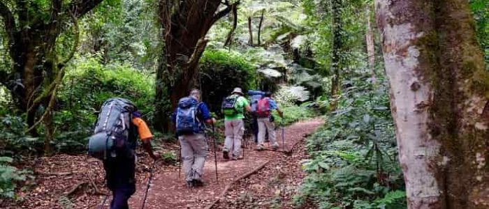 8 days Mount Kilimanjaro climb Lemosho route