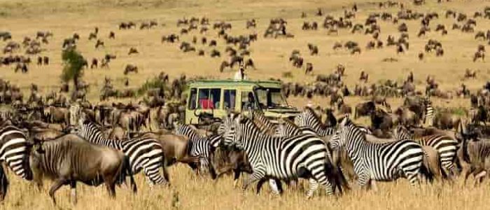 7 days wildebeests calving season Ndutu and central Serengeti safari
