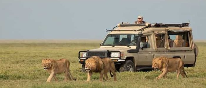 serengeti safari in tanzania